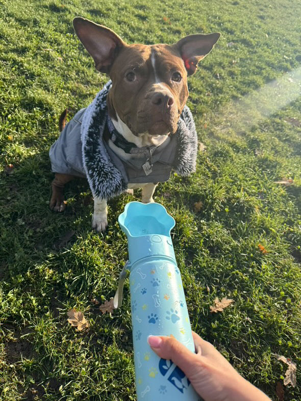Why Every Dog Parent Needs a Portable Water Bottle (And How PAWRA Changed Our Walks)
