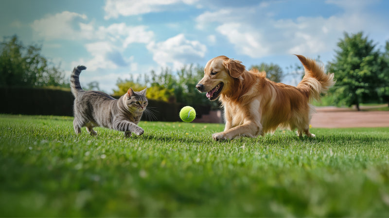 Lovable Livings | Premium Pet Products for Happy Pets