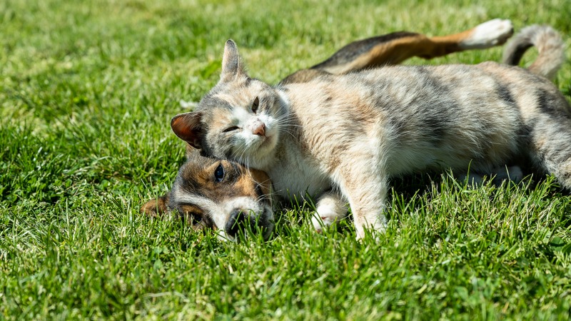 Premium Pet Products for Happy Pets